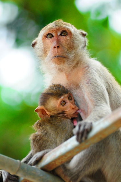Free Monkey Primate photo and picture
