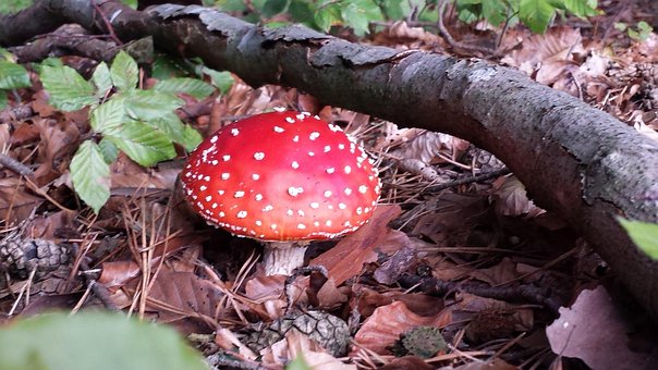 Free Mushroom Nature photo and picture