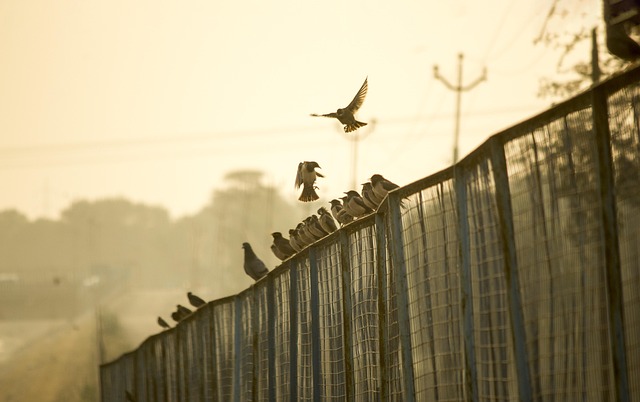 Free Fence Birds photo and picture