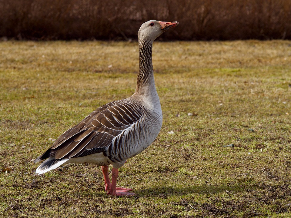 Birds Wild Animals Nature The Free Photo On Pixabay birds-wild-animals-nature-the-free-photo-on-pixabay