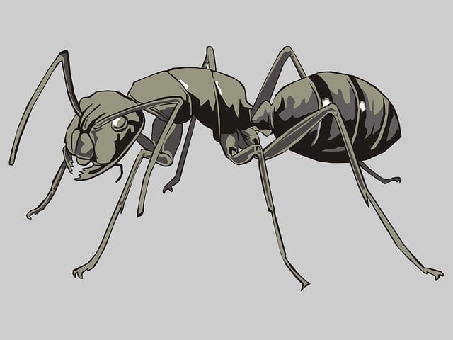 Free ants black ant nature illustration