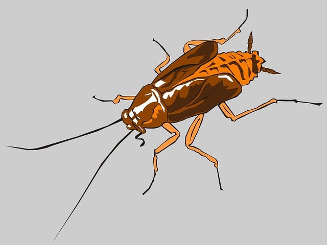 Free cockroach insect cockroaches illustration