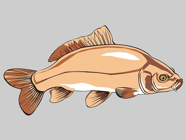 Free fish carp common carp illustration