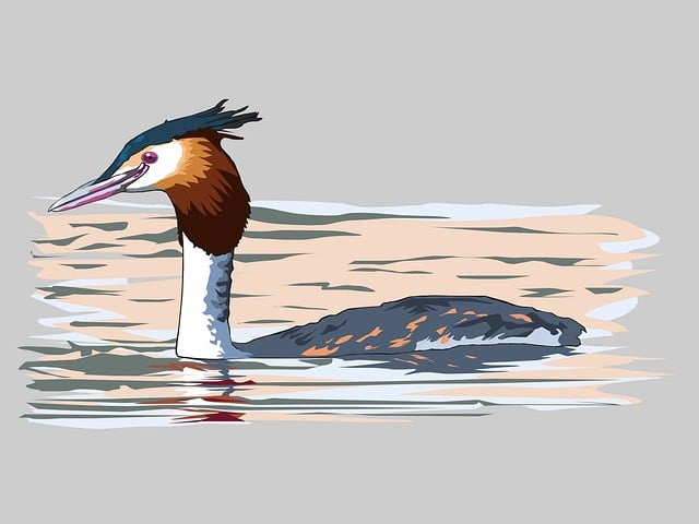 Download free HD stock image of Lambale Bird Free lambale bird water bird illustration