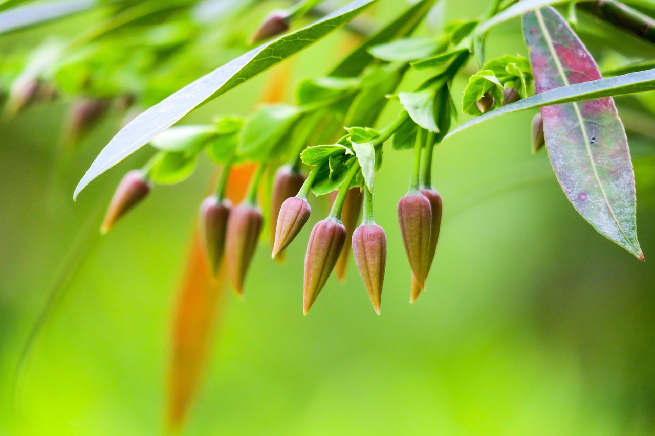 El Agua De Inglés Hoja Planta Foto gratis en Pixabay Pixabay