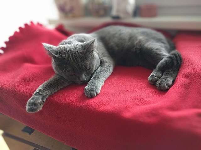 Britse Blauwe Kat, Britse Korthaar Kat