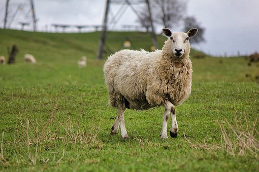 Free Sheep Grass photo and picture