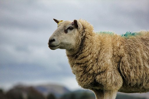 Free Mammal Nature photo and picture
