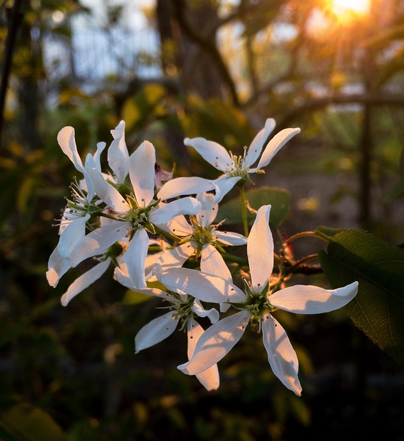 Blume, Natur, Pflanze, Baum, Blatt