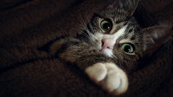 kitten images pixabay download