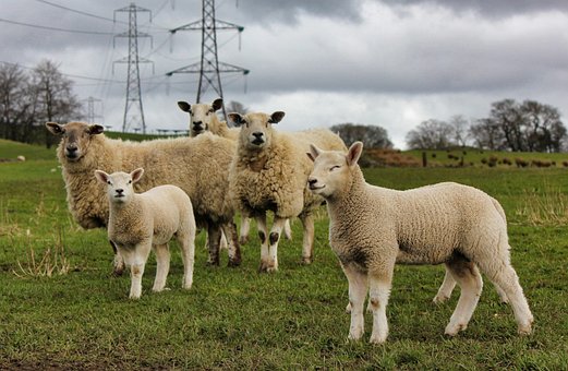 Free Sheep Grass photo and picture