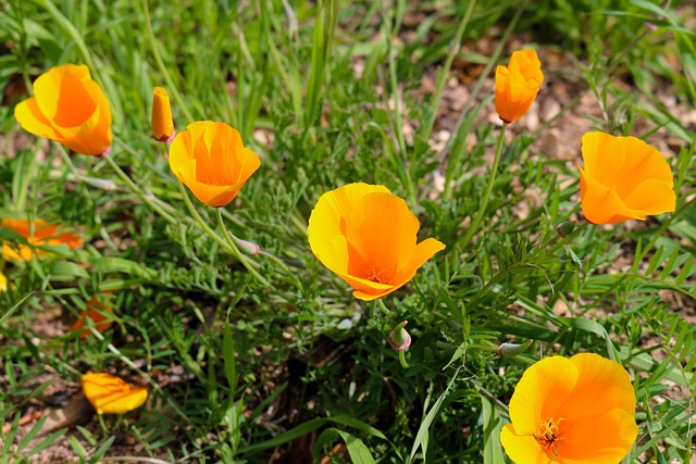 Natur, Sommer, Blomst, Felt, Flora