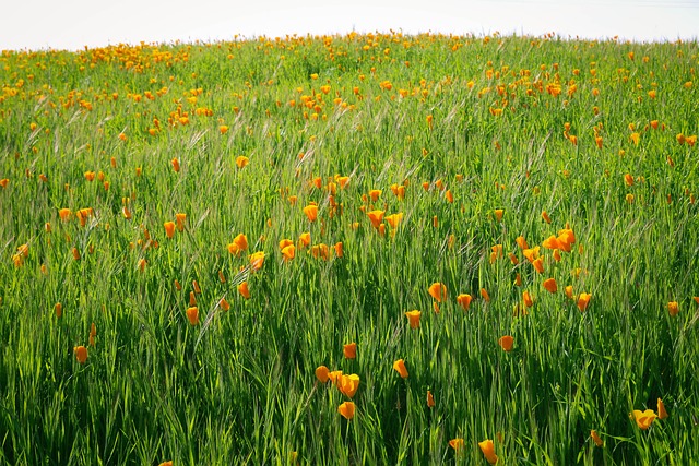 Natur, Sommer, Blomst, Felt, Flora