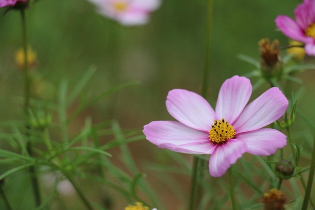 Natur, Blume, Pflanze, Sommer