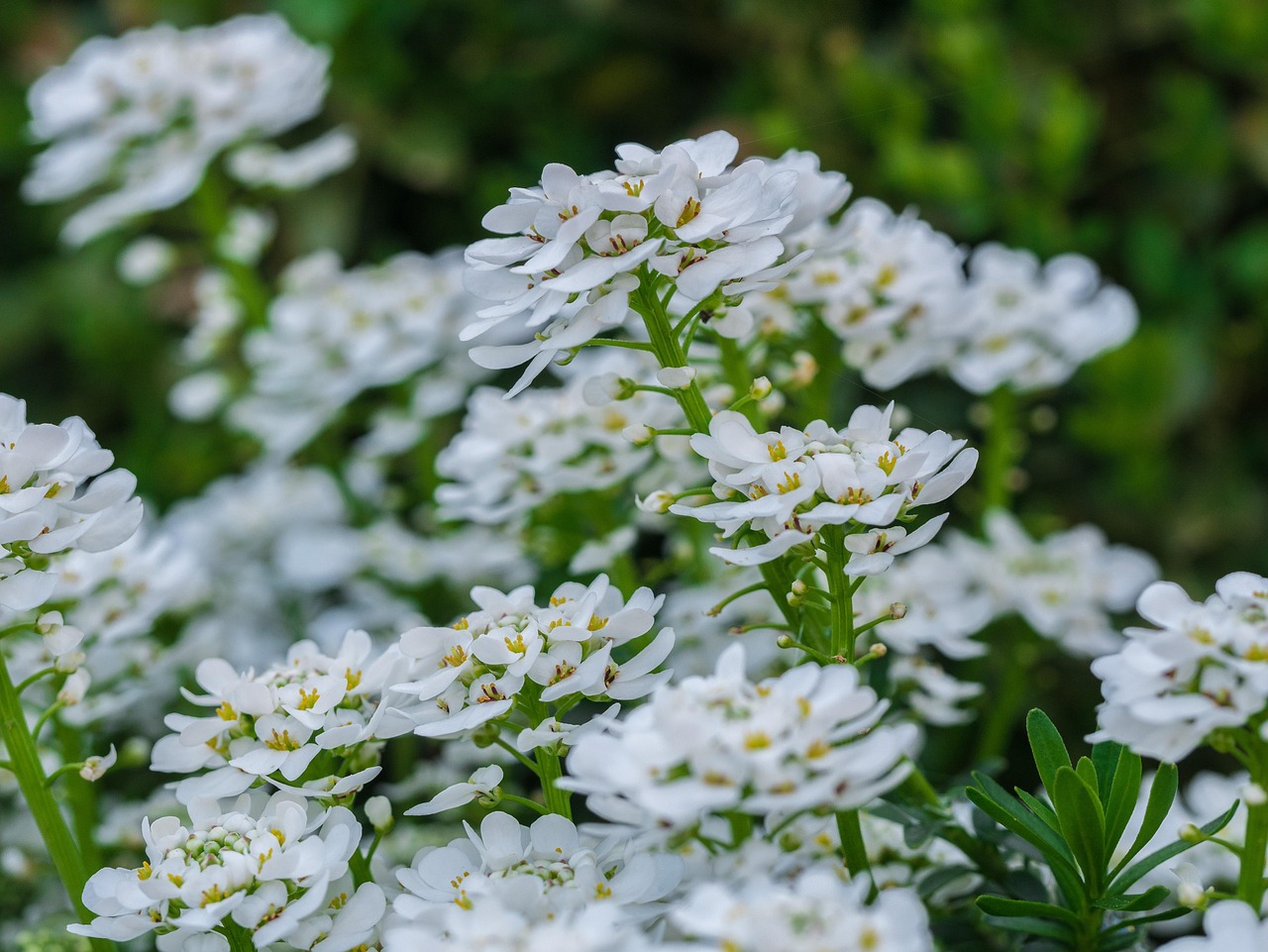 Sitemapcdatahttpsshopinf Inetcom4 Images 1 Mot Fleur Blanche