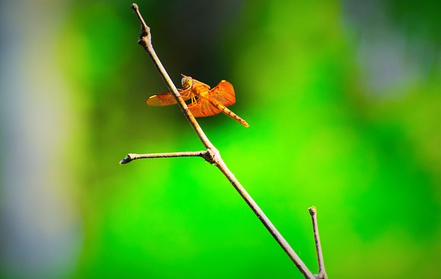 自然 昆虫 户外 - Pixabay上的免费照片 - Pixabay