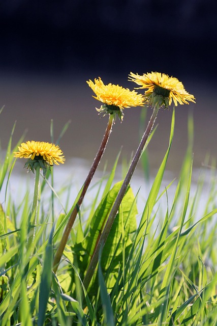 Pissenlit Dans La Pelouse