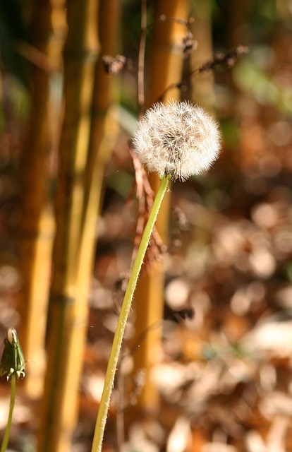 Free Dandelion Bamboo photo and picture