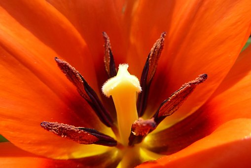 Free Flower Nature photo and picture