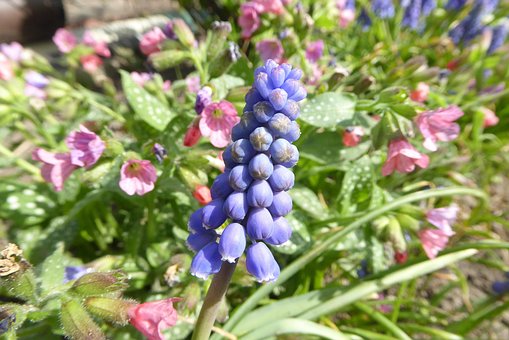 Free Nature Flower photo and picture