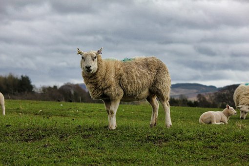 Free Sheep Mammal photo and picture