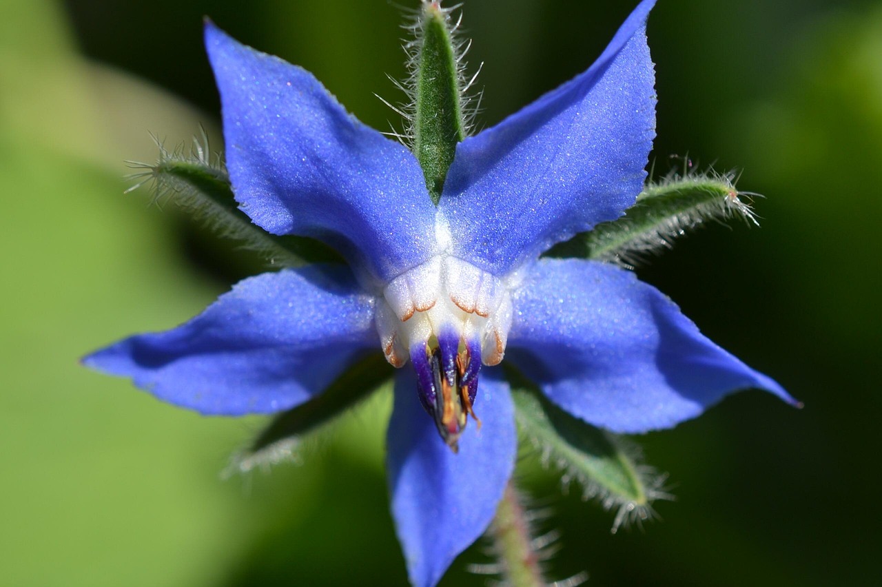 200+ Free Borage & Nature Images - Pixabay