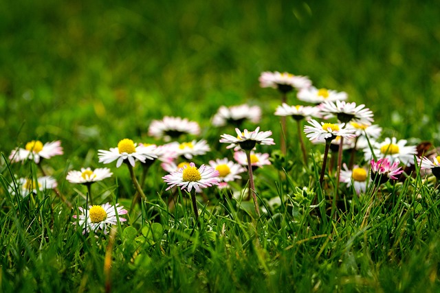 Free Nature Flower photo and picture