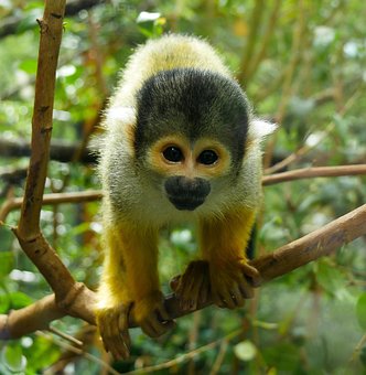 monkey forest images pixabay