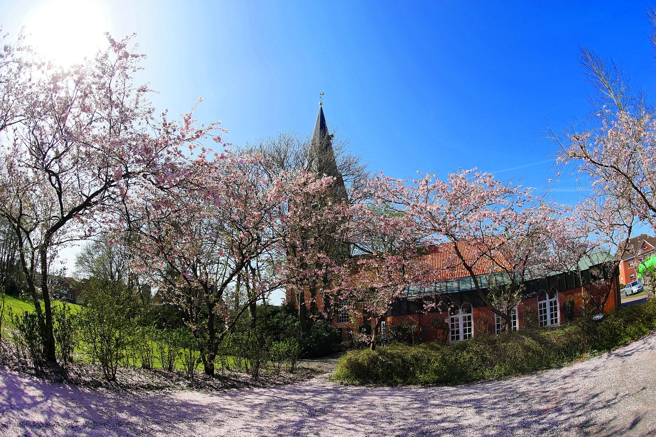How to Bring Japanese Cherry Blossom Tree Beauty into Your Living Room
