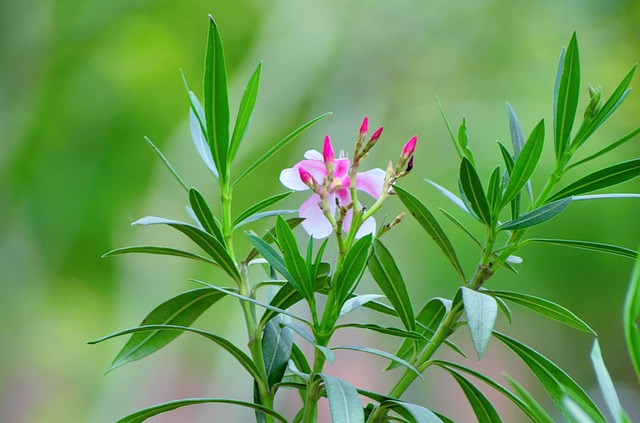 Free Flora Nature photo and picture