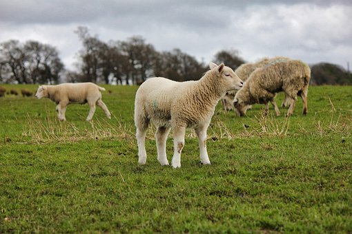 Free Sheep Grass photo and picture