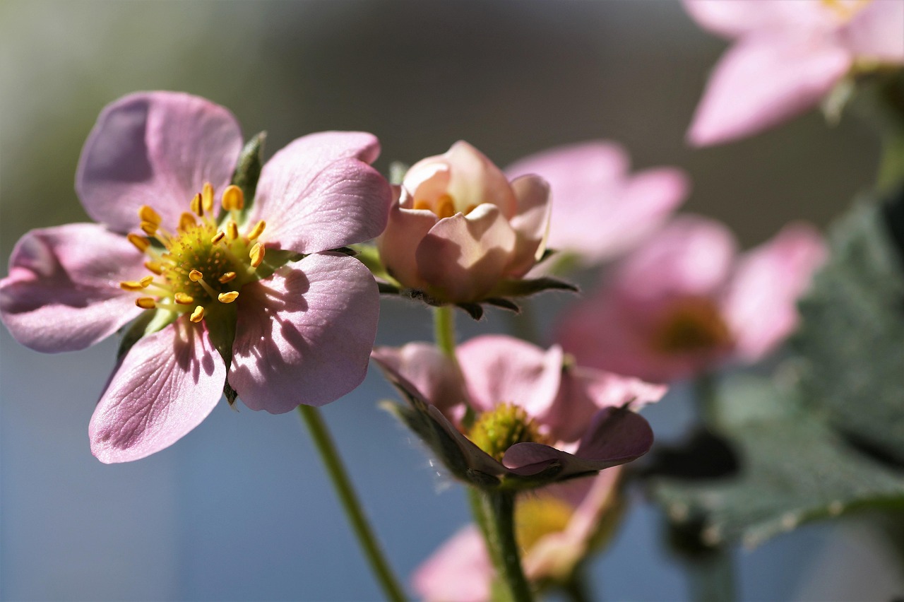 Bloom Straberrry Strawberry Bloom Strawberries - Free photo on Pixabay