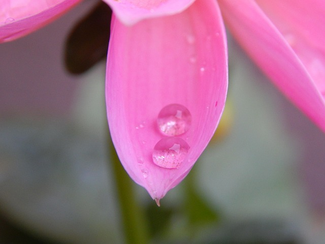 Free Dew Flower photo and picture