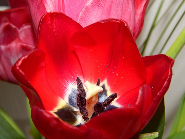 Free Flower Red photo and picture