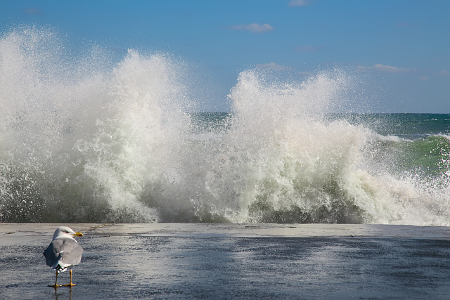 Meer, Sturm, Wave, Möwe, Spray, Krim