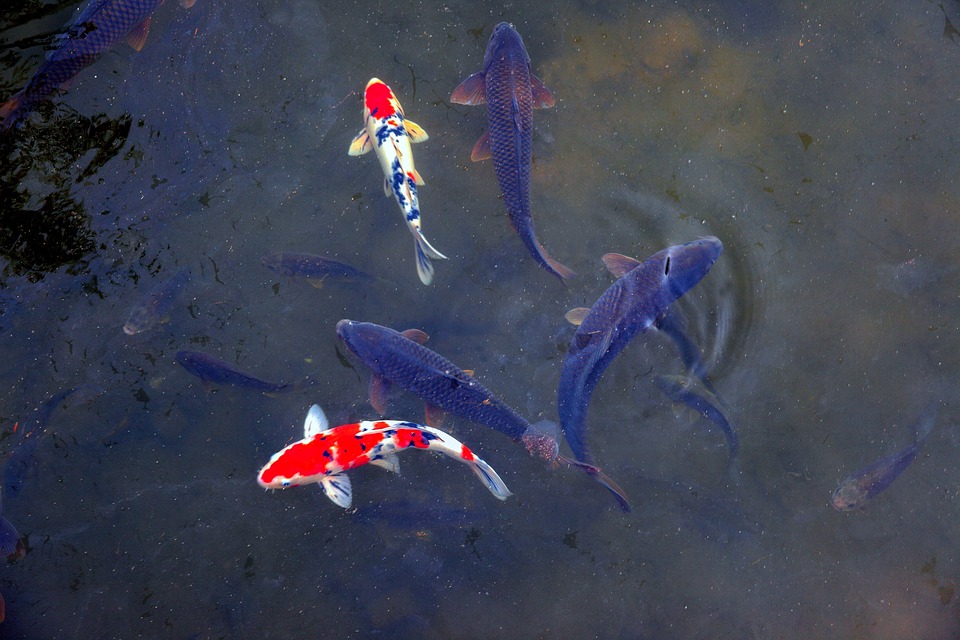 Simple Fish Nature Fish Nature Pond - Free photo on Pixabay