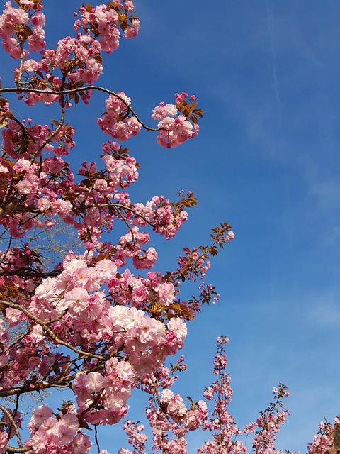 Free Flower Beautiful Flowers photo and picture