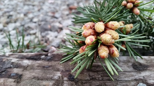 Free Tree Nature photo and picture