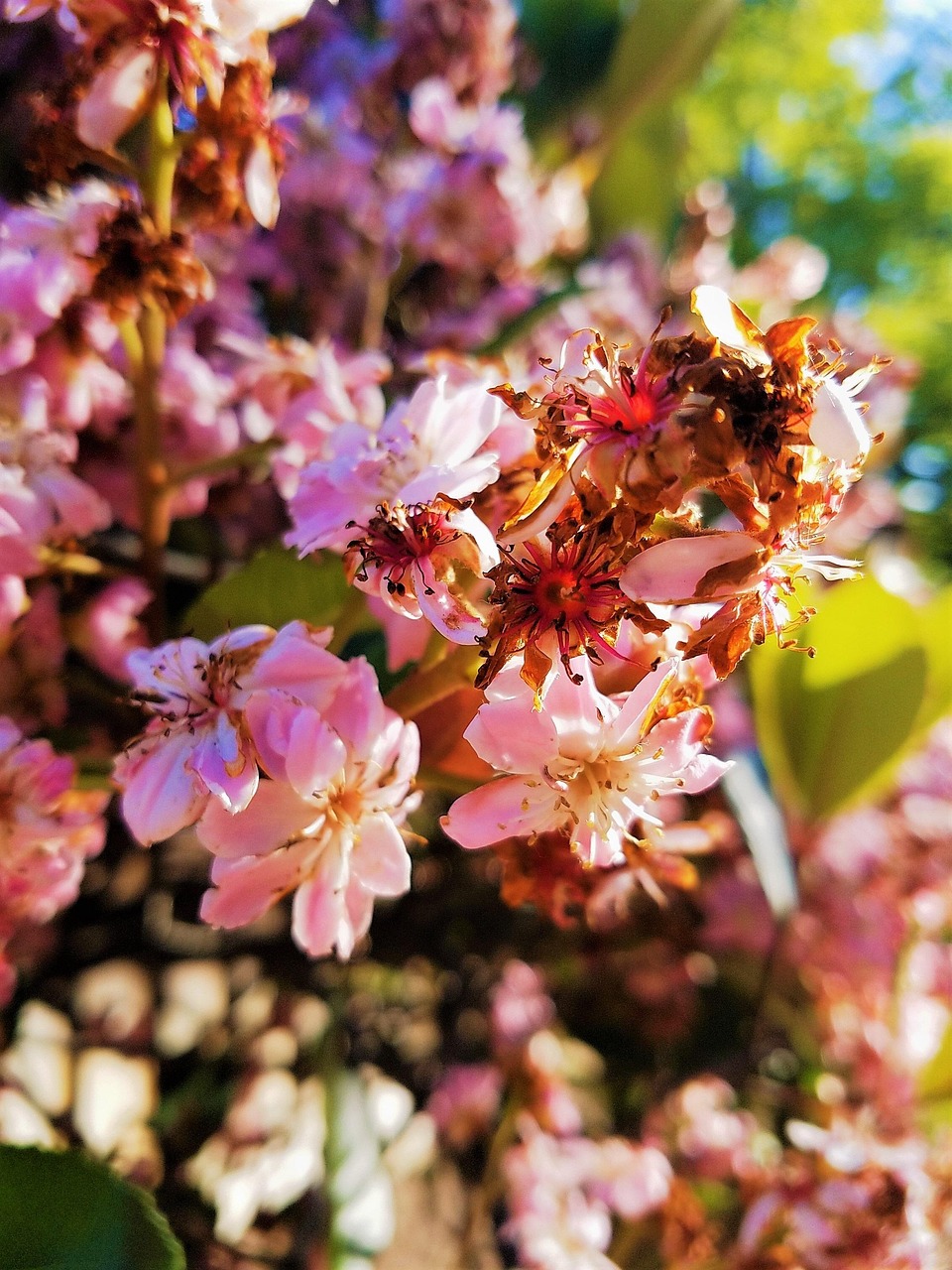 30+ Free Dying Flower & Dying Images Pixabay
