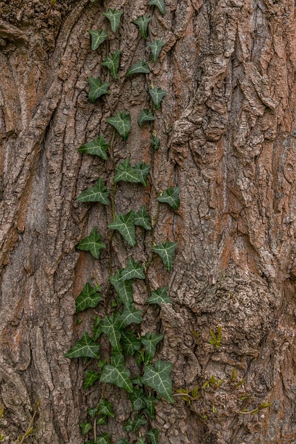 Free Bark Tree photo and picture