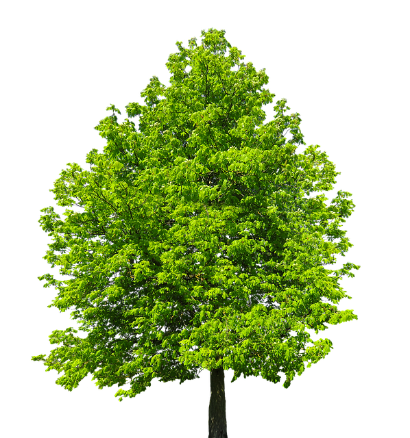 Nature Tree Isolated Free photo on Pixabay Nature Tree Isolated Free photo on Pixabay