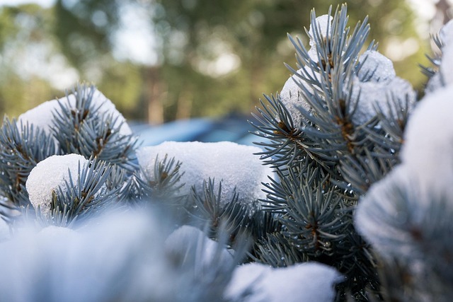 Free Winter Tree photo and picture