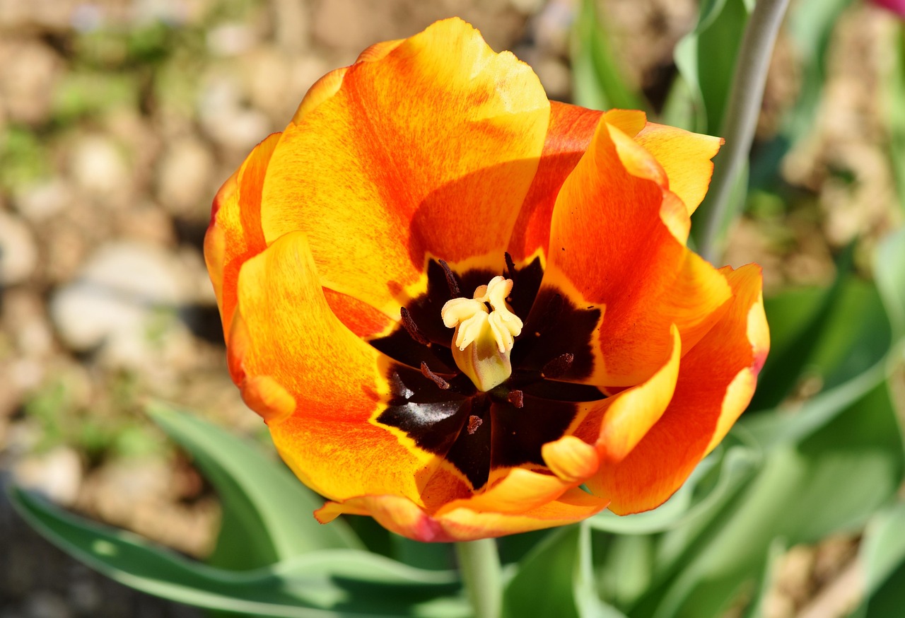 Tulip - free online jigsaw puzzle photo