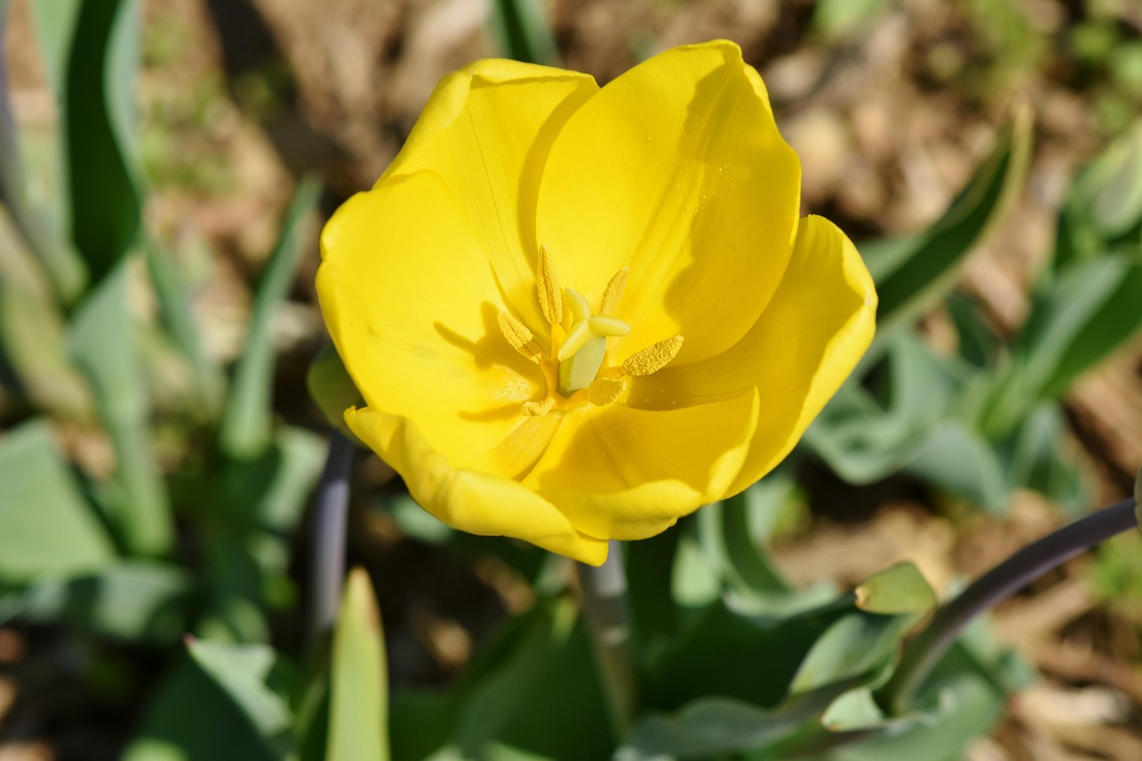 Tulip - free online jigsaw puzzle photo