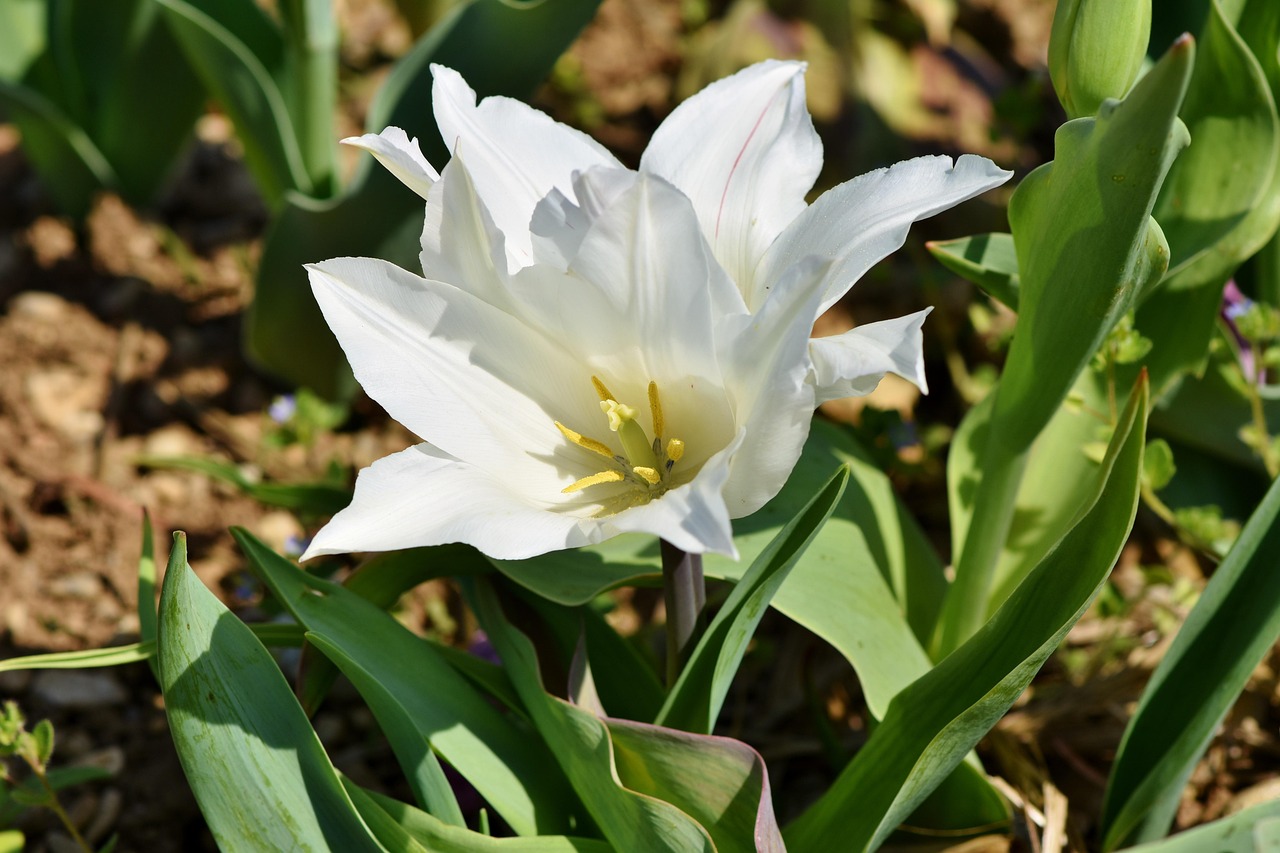 Tulip - free online jigsaw puzzle photo