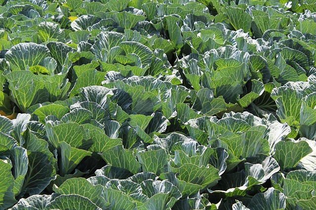 Free Plant Food photo and picture