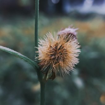Blomst, Natur, Blomst Tapet