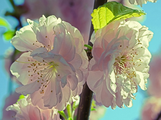 Free Almond Blossom Blossoms photo and picture