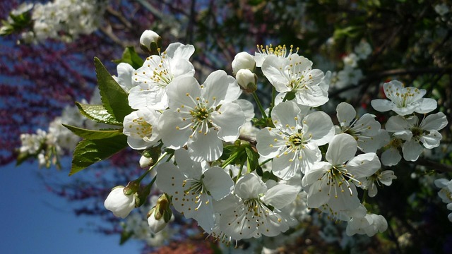 Free Cherry Blossom Branch photo and picture