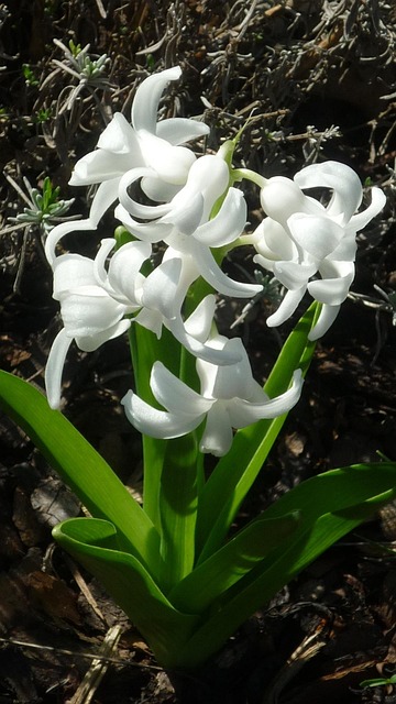 Free Flower Hyacinth photo and picture